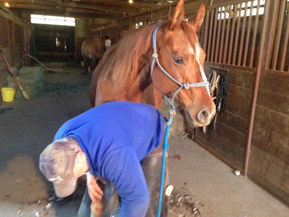 Farrier Service Curell Quarterhorses & Black Angus Cattle LLC
