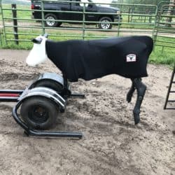 Minnesota Horse Boarding