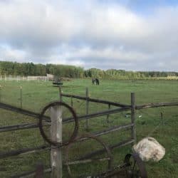 Minnesota Horse Boarding