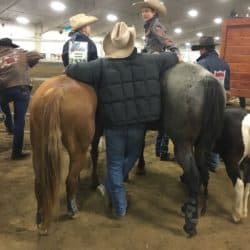 Minnesota Horse Boarding
