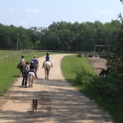 Minnesota Horse Boarding