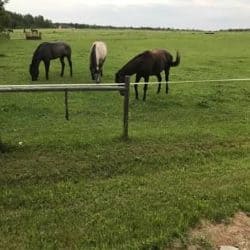 Minnesota Horse Boarding